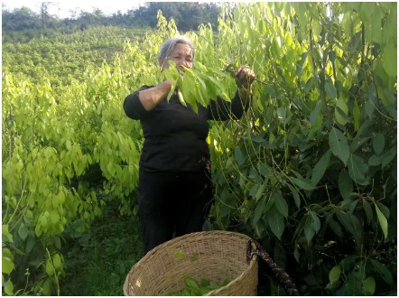 芷江甜茶叶的采摘与处理方法