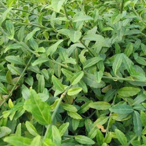 水生燕尾直销城市绿化_海锦花卉只给您满意的服务