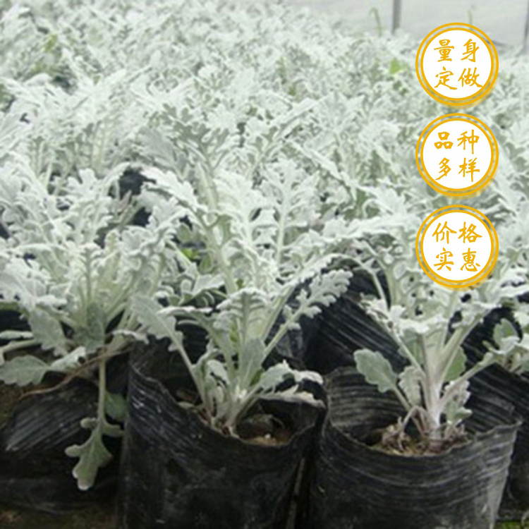 不过播种波斯菊的原因不光因为喜欢这个传说,还因为它适合大部分土壤