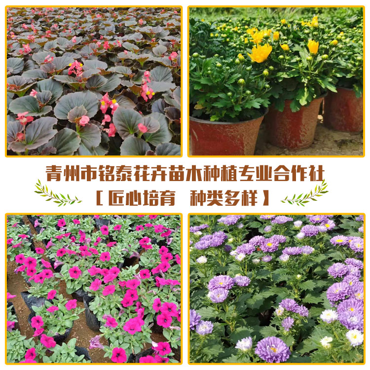 花坛用欧石竹 设计理念新颖