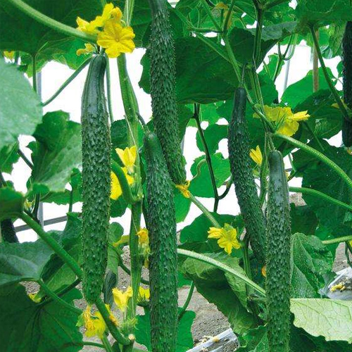 五层田种植机-黄瓜