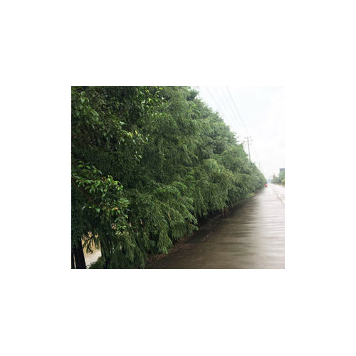 2年中山杉_中山杉