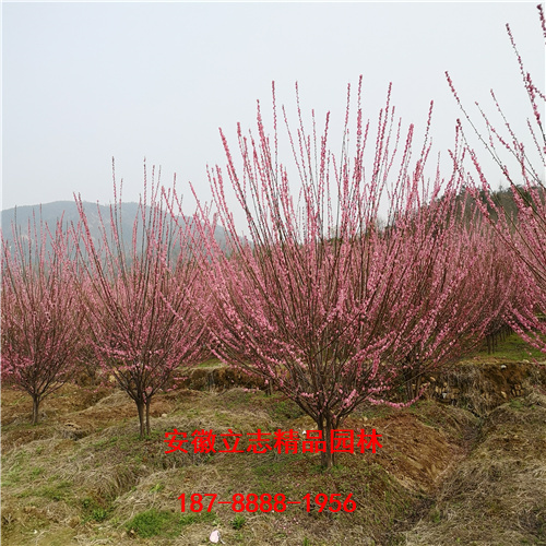 安徽丛生红梅基地