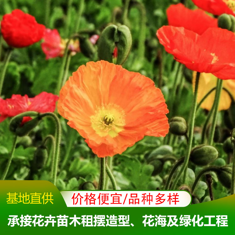 【对比】潍坊小区绿化培育基地(2023更新成功)(今日/咨询)