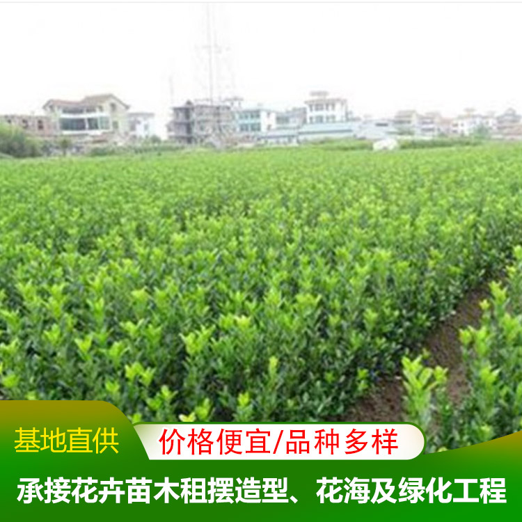 【对比】潍坊小区绿化培育基地(2023更新成功)(今日/咨询)