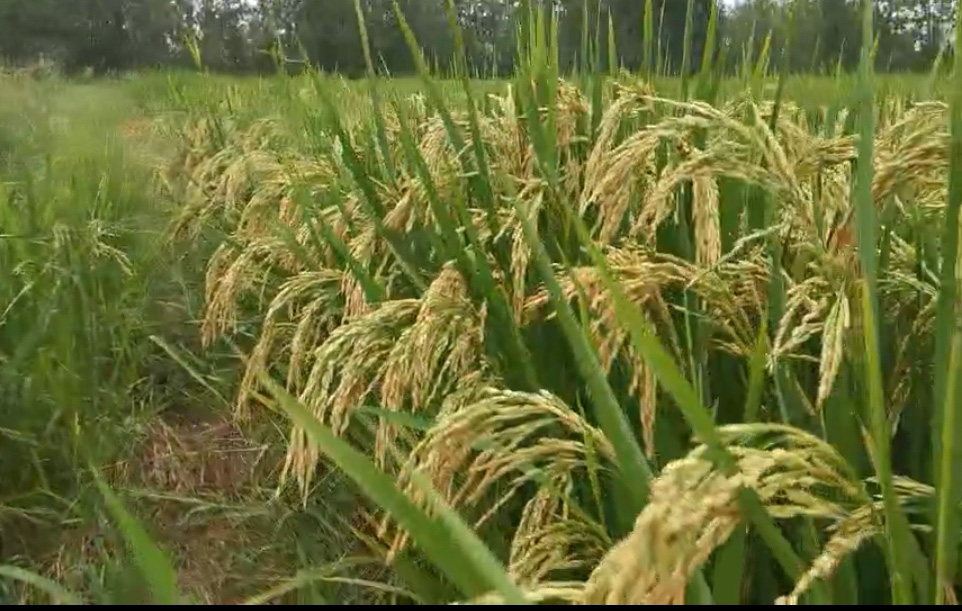 高产2000斤佳一福稻1588哪里有经销商