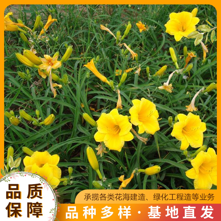 青州景观园林价格低(2022更新成功)(今日/新闻)