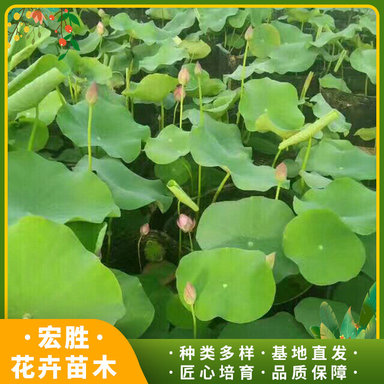 青岛一串红多少钱一平方(2023更新中)(今日/对比)