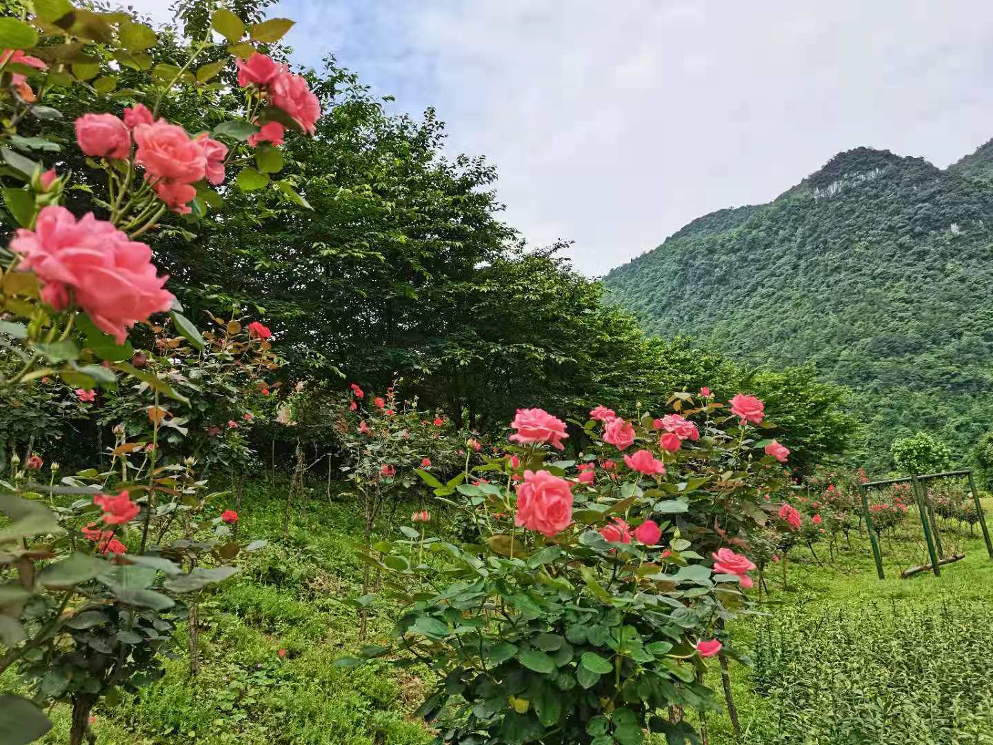 綦江百花谷旅游度假区图片